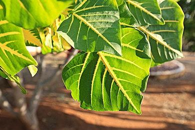 《街头霸王6》公开日本相扑本田招式介绍视频